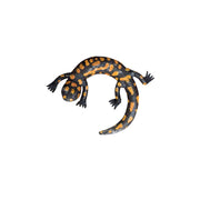 Salamandre tachetée ronde — AP22014r