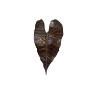 Applique murale Feuille Alocasia avec Scarabée Doré — AP25001