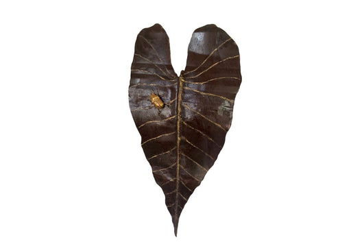 Applique murale Feuille Alocasia avec Scarabée Doré — AP25001