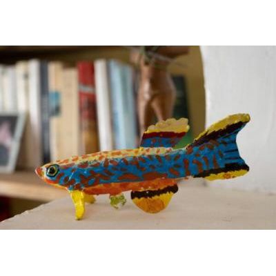 Poisson Killi ( Rayé) — AP26051