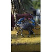 Crabe Porcelaine Bleu — AP26061