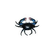 Crabe Porcelaine Bleu — AP26061