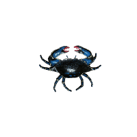 Crabe Porcelaine Bleu — AP26061