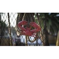 Crabe Porcelaine Orange — AP26062