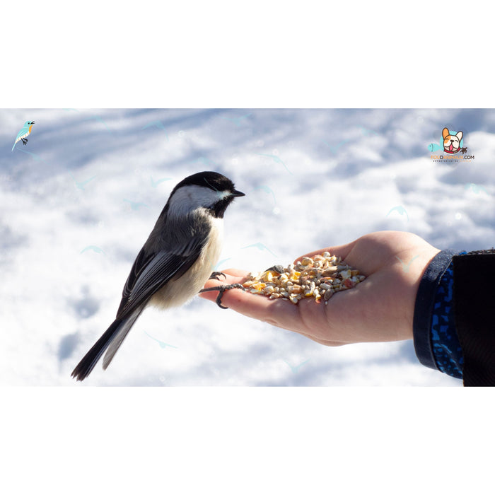 Mélange de graines pour les oiseaux du ciel - Animaux du jardin