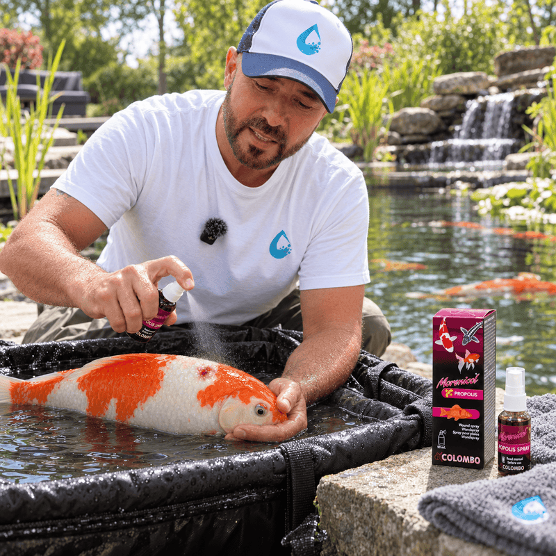 Colombo Traitements Colombo Propolis Wound Spray 50 ml – Soin protecteur des plaies pour koïs et poissons de bassin 8715897081736 05020715