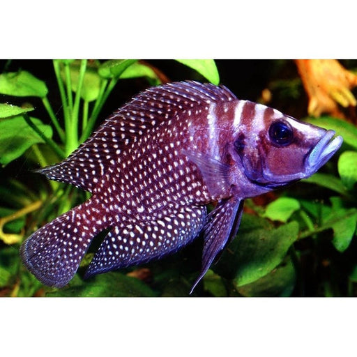 FOUDEBASSIN.COM ALTOLAMPROLOGUS CALVUS BLACK 2,5-3,5CM 8715897293436 V1450080