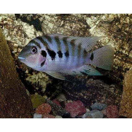 FOUDEBASSIN.COM AMATITLANIA NIGROFASCIATA 3,5-4CM 	8715897293474 V1450100