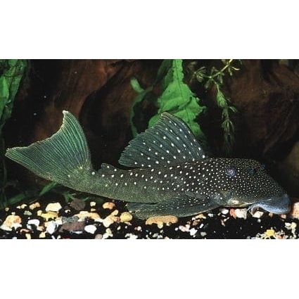 FOUDEBASSIN.COM ANCISTRINAE GEN. SP. L128 4-6CM 8715897047404 V1455390