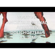 FOUDEBASSIN.COM ANCISTRUS SP. 2,5-3CM 8715897229466 V1450143