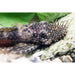 FOUDEBASSIN.COM ANCISTRUS SP. AQUARIEN-DOLICHOPTERUS 4-5CM 	8715897240461 V1450147