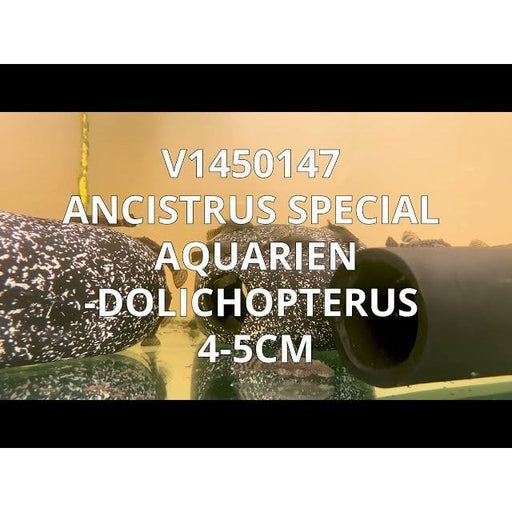 FOUDEBASSIN.COM ANCISTRUS SP. AQUARIEN-DOLICHOPTERUS 4-5CM 	8715897240461 V1450147