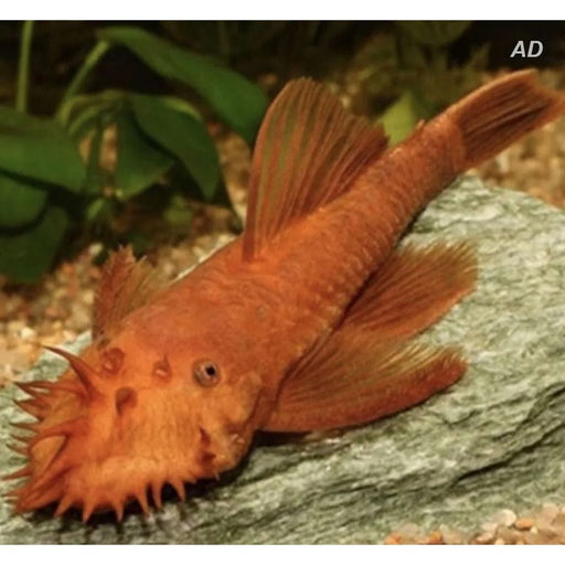 FOUDEBASSIN.COM ANCISTRUS SP. SUPER RED 2,5-3CM 	8715897241208 V1450149