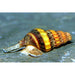 FOUDEBASSIN.COM ANENTOME HELENA 1,5CM 	8715897211959 V1450343