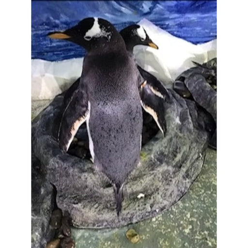 FOUDEBASSIN.COM Anneau de nidification pour manchots