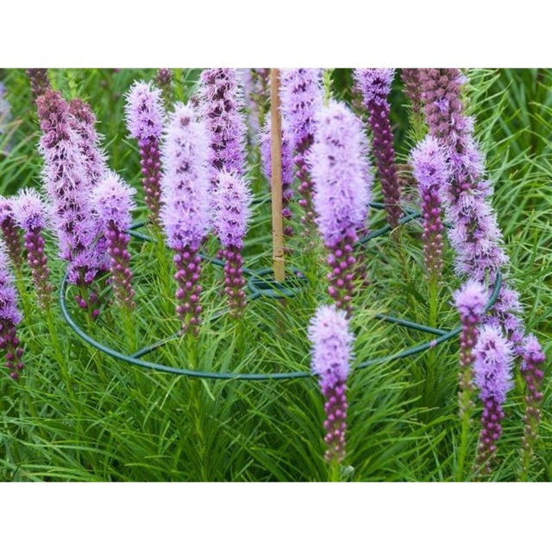 FOUDEBASSIN.COM Anneau de soutien vert à planter pour plantes à massifs - Ø30 & 40 cm - 3 x 8711338401026 6040102