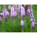 FOUDEBASSIN.COM Anneau de soutien vert à planter pour plantes à massifs - Ø30 & 40 cm - 3 x 8711338401026 6040102