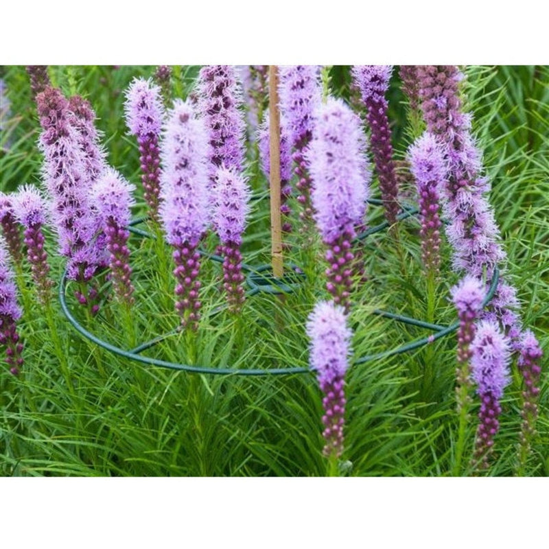 FOUDEBASSIN.COM Anneau de soutien vert à planter pour plantes à massifs - Ø30 cm - 3 x 8711338401002 6040100