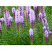 FOUDEBASSIN.COM Anneau de soutien vert à planter pour plantes à massifs - Ø30 cm - 3 x 8711338401002 6040100