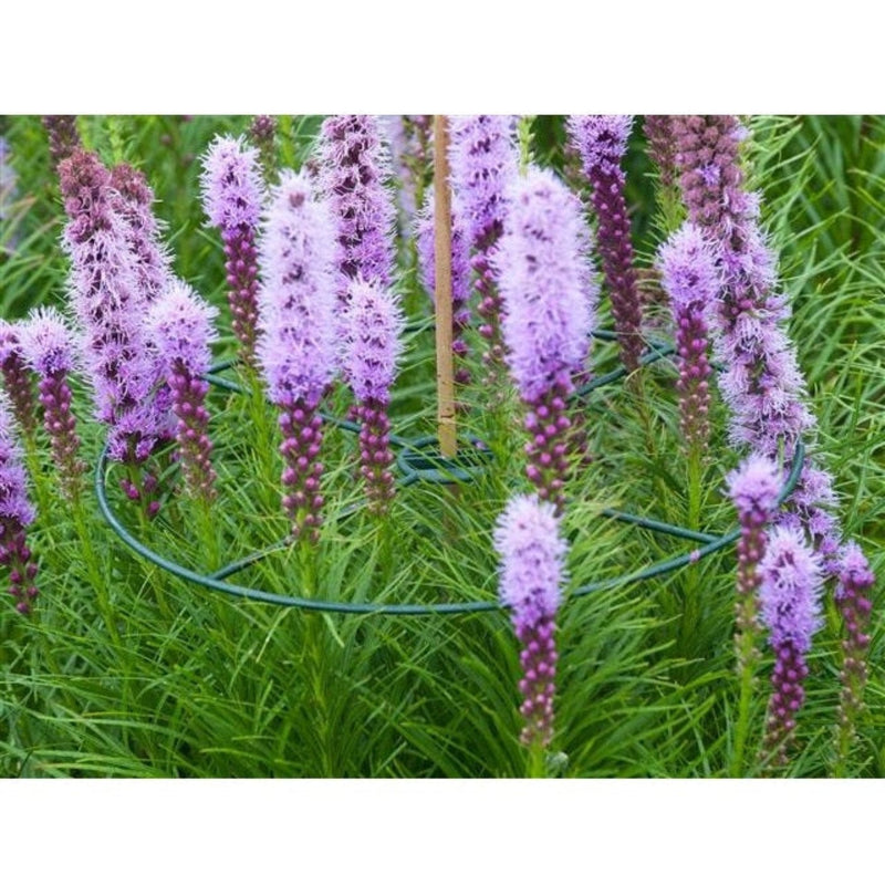 FOUDEBASSIN.COM Anneau de soutien vert à planter pour plantes à massifs - Ø40 cm - 3 x 8711338401019 6040101