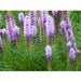 FOUDEBASSIN.COM Anneau de soutien vert à planter pour plantes à massifs - Ø40 cm - 3 x 8711338401019 6040101