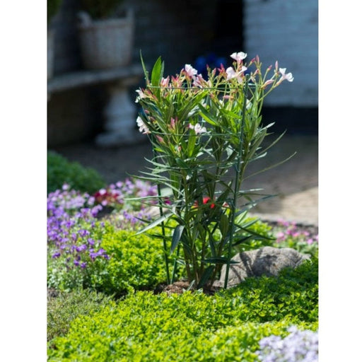 FOUDEBASSIN.COM Anneaux (3) de soutien acier galvanisé plastifié vert pour plantes à massifs - H60 cm x Ø7 mm (anneaux Ø22-20-28 mm) 8711338403402 6040340