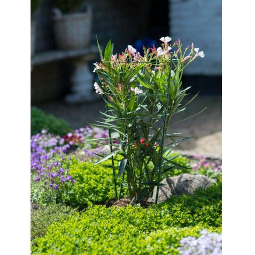 FOUDEBASSIN.COM Anneaux (3) de soutien acier galvanisé plastifié vert pour plantes à massifs - H60 cm x Ø7 mm (anneaux Ø22-20-28 mm) 8711338403402 6040340