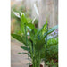 FOUDEBASSIN.COM Anneaux (4) de soutien acier galvanisé plastifié vert pour plantes à massifs - H90 cm x Ø7 mm (anneaux Ø29,5-28-27-22 mm) 8711338403419 6040341