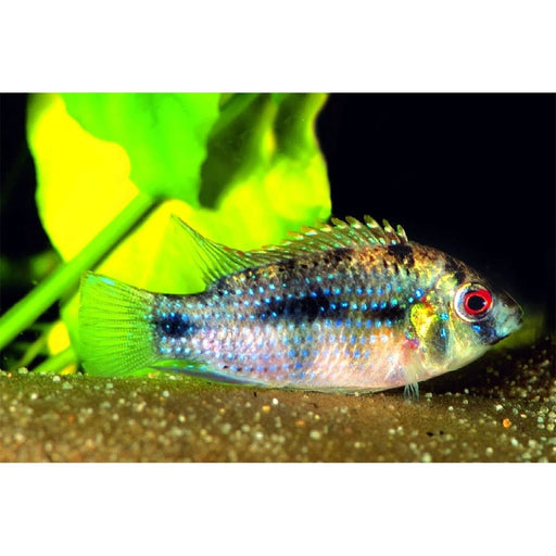 FOUDEBASSIN.COM ANOMALOCHROMIS THOMASI 2-2,5CM 8715897271649 V1450355