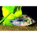 FOUDEBASSIN.COM ANOMALOCHROMIS THOMASI 2-2,5CM 8715897271649 V1450355