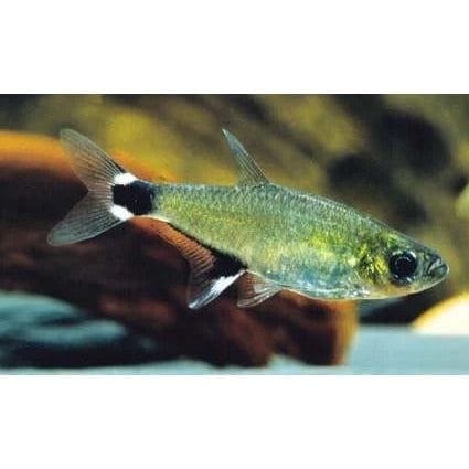 FOUDEBASSIN.COM APHYOCHARAX PARAGUAYENSIS 1,5-2CM 8715897158889 V1450380