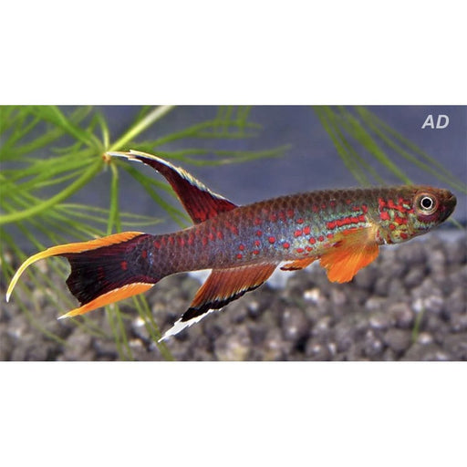 FOUDEBASSIN.COM APHYOSEMION AUSTRALE 3-4CM 8715897293443 V1450410