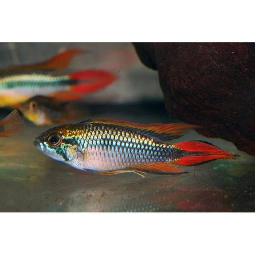 FOUDEBASSIN.COM APISTOGRAMMA AGASSIZII DOUBLE RED 3-4CM 8715897049354 V1450835