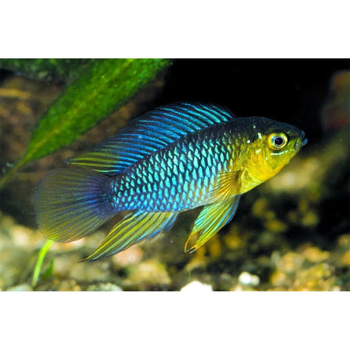 FOUDEBASSIN.COM APISTOGRAMMA BORELLII 2,5-3CM 8715897159008 V1450755