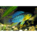 FOUDEBASSIN.COM APISTOGRAMMA BORELLII 2,5-3CM 8715897159008 V1450755