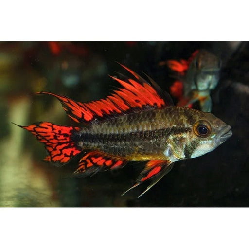 FOUDEBASSIN.COM APISTOGRAMMA CACATUOIDES DOUBLE-RED 3-4CM 8715897049415 V1450775