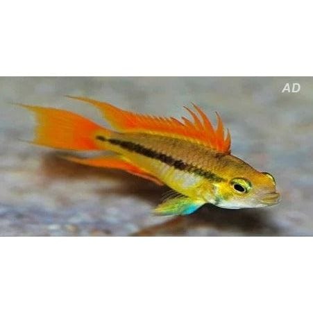 FOUDEBASSIN.COM APISTOGRAMMA CACATUOIDES ORANGE 3-4CM 	8715897159091 V1450765