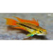 FOUDEBASSIN.COM APISTOGRAMMA CACATUOIDES ORANGE 3-4CM 	8715897159091 V1450765