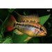 FOUDEBASSIN.COM APISTOGRAMMA MACMASTERI 3-4CM 8715897159183 V1450800