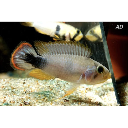 FOUDEBASSIN.COM APISTOGRAMMA PANDURO 3-4CM 8715897300646 V1450805
