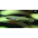FOUDEBASSIN.COM APLOCHEILICHTHYS NORMANI 1,2-1,8CM 8715897211904 V1451353