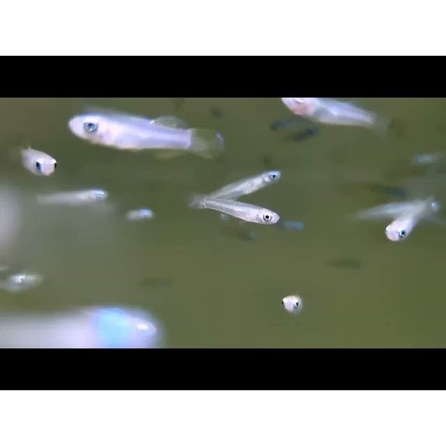 FOUDEBASSIN.COM APLOCHEILICHTHYS NORMANI 1,2-1,8CM 8715897211904 V1451353