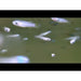 FOUDEBASSIN.COM APLOCHEILICHTHYS NORMANI 1,2-1,8CM 8715897211904 V1451353