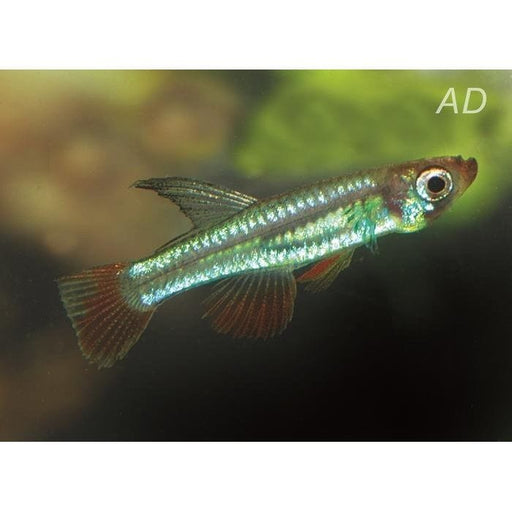 FOUDEBASSIN.COM APLOCHILICHTHYS MYERSI 1-2CM 8715897340963 V1451360
