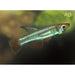 FOUDEBASSIN.COM APLOCHILICHTHYS MYERSI 1-2CM 8715897340963 V1451360