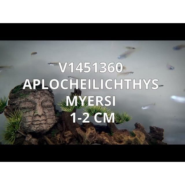 FOUDEBASSIN.COM APLOCHILICHTHYS MYERSI 1-2CM 8715897340963 V1451360