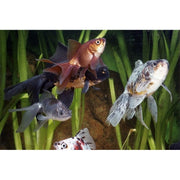 FOUDEBASSIN.COM ASSORTED FANTAIL 5-6 CM 8715897008955 V1222105