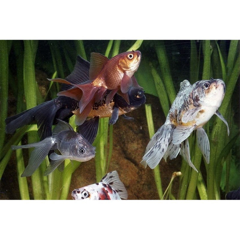 FOUDEBASSIN.COM ASSORTED FANTAIL 5-6 CM 8715897008955 V1222105