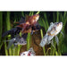 FOUDEBASSIN.COM ASSORTED FANTAIL 5-6 CM 8715897008955 V1222105