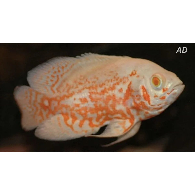 FOUDEBASSIN.COM ASTRONOTUS OCELLATUS ALBINO TIGER 4-5CM 8715897301568 V1451545